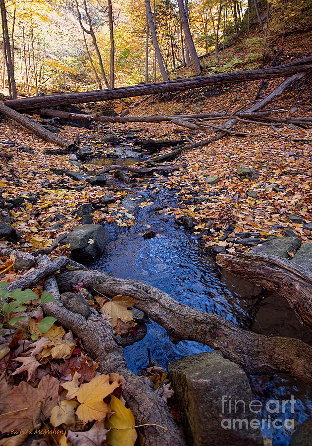 Autumn Stream Photograph by Barbara McMahon