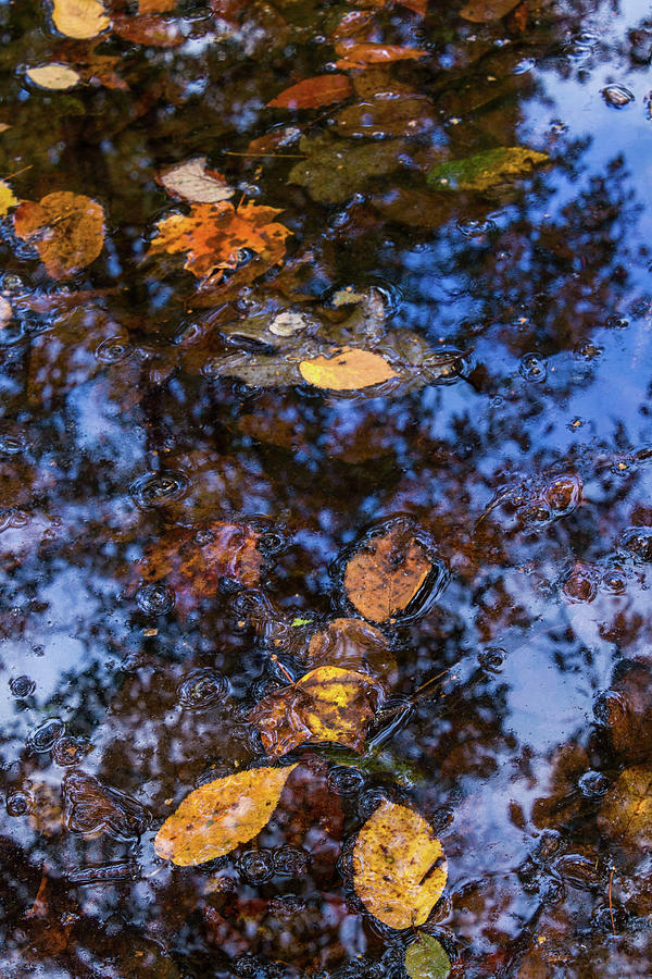 Autumn Stream, New England Fall Foliage Abstract Photograph