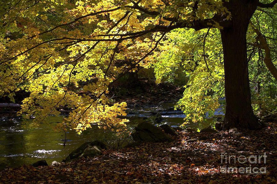Autumn Stream Pyrography by Tom Brickhouse