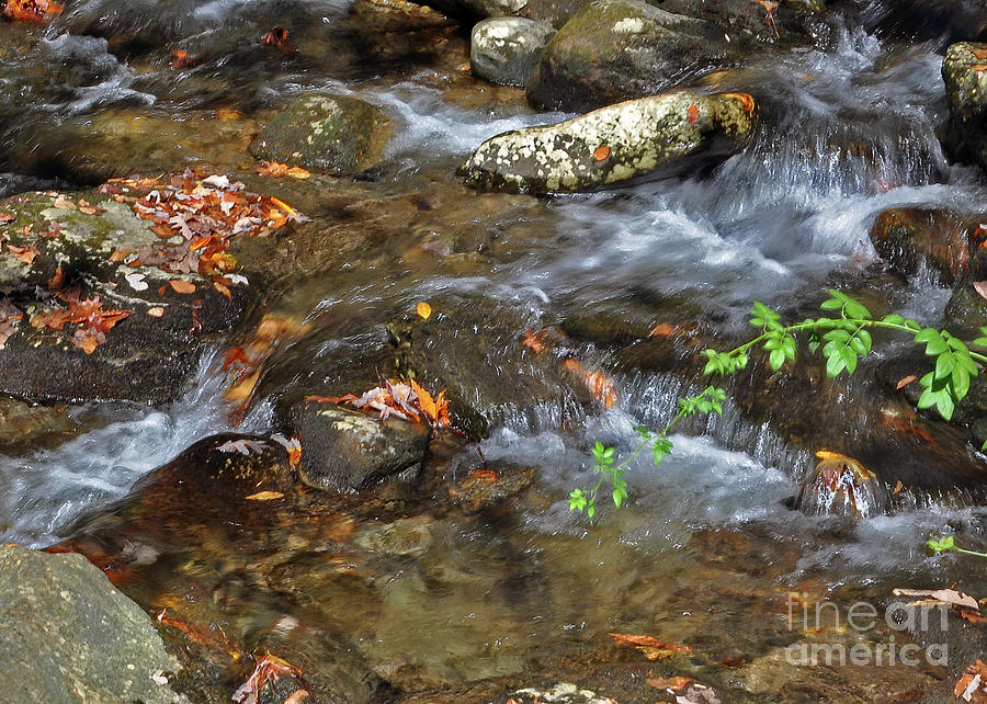 Autumn Streams 3 Photograph by Lydia Holly