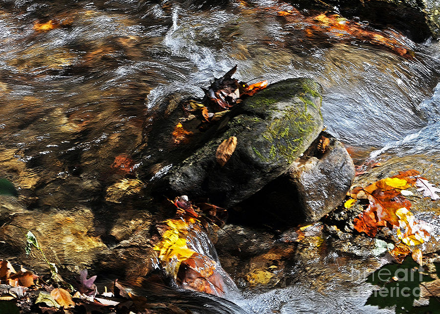 Autumn Streams Photograph by Lydia Holly