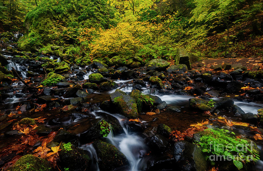 Autumn Streams Photograph by Michael Dawson