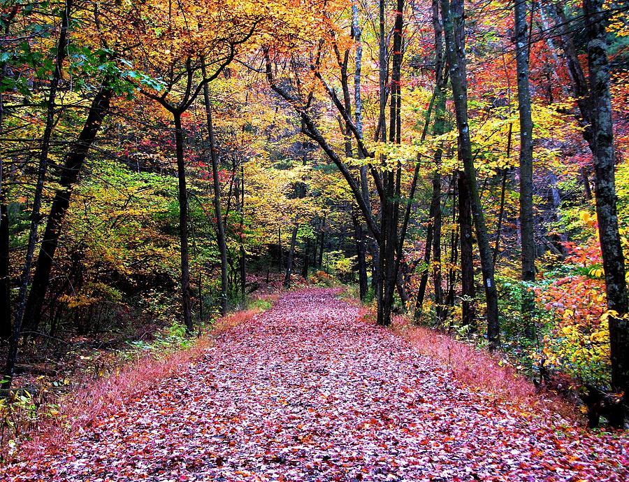 Autumn Stroll Photograph by Angela Davies