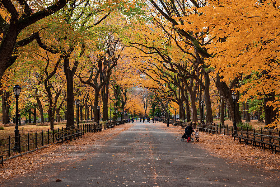 Autumn Stroll through Central Park Mall Photograph by Daniel Portalatin ...