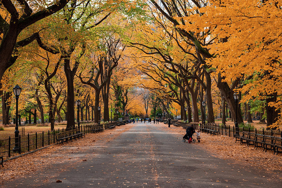 A Stroll Through Central Park in NYC