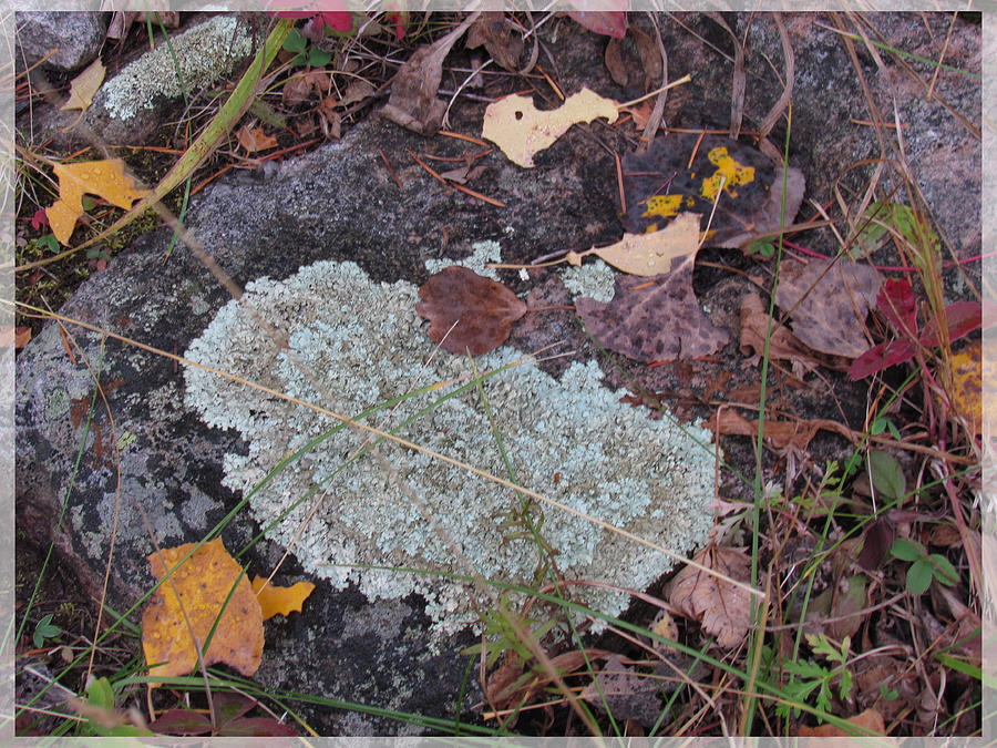 Autumn Studies and Lichen Photograph by Feather Redfox