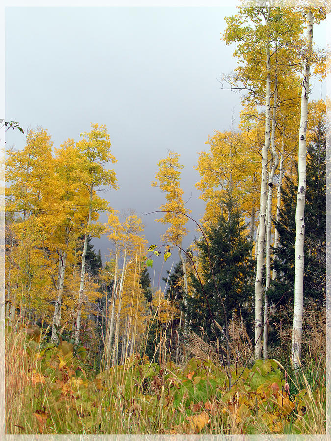 Autumn Studies Aspen Trees Photograph by Feather Redfox