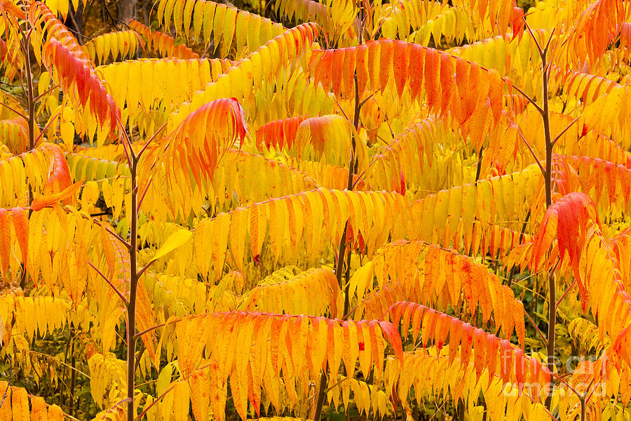 Autumn Sumac Photograph