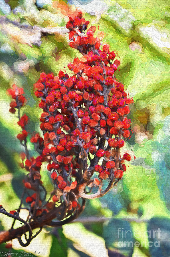 Fruit Photograph - Autumn Sumac Fruit - Digital Paint by Debbie Portwood