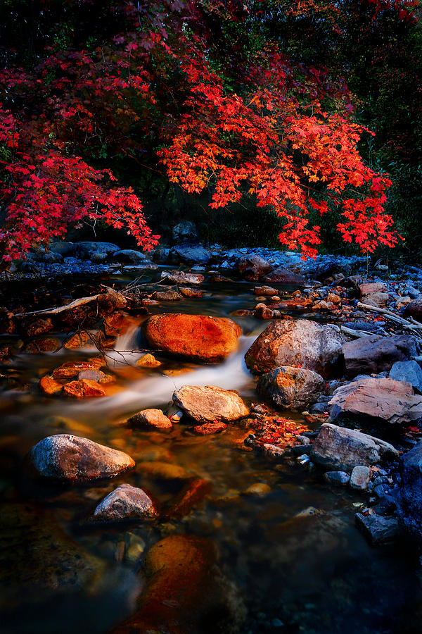 Autumn Summit Photograph by David Andersen