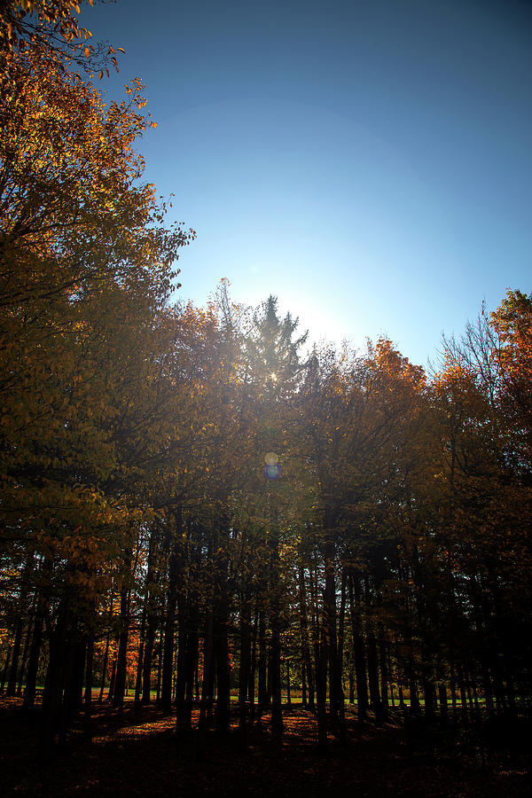 Autumn Sun Photograph by David Stasiak