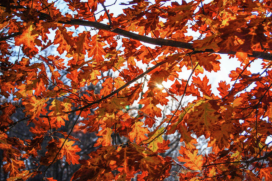 Autumn Sun Photograph by Robert Coffey - Fine Art America