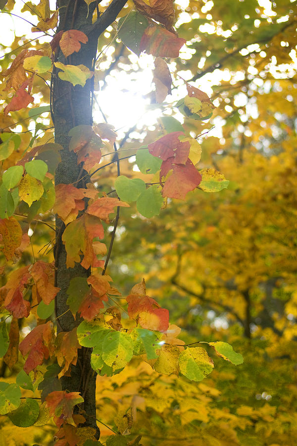 Tree Photograph - Autumn Sun by Ryan  Krueger