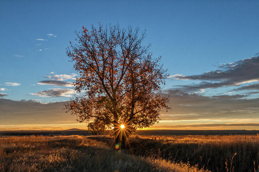 Great Plains Pasture Mix - Great Basin Seed - Native Seeds