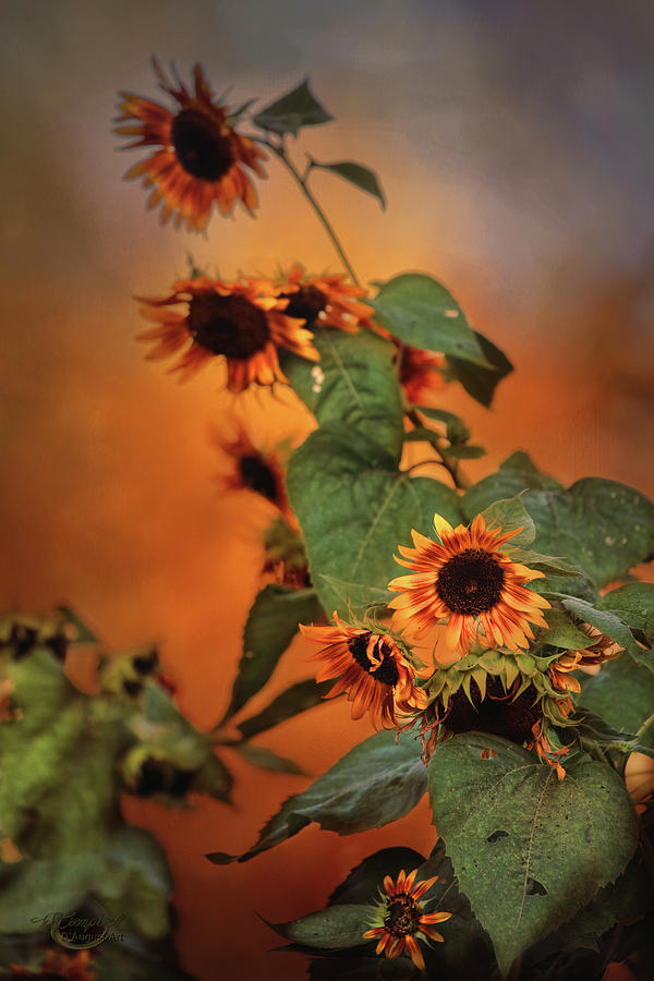 Autumn Sunflowers Photograph by Theresa Campbell