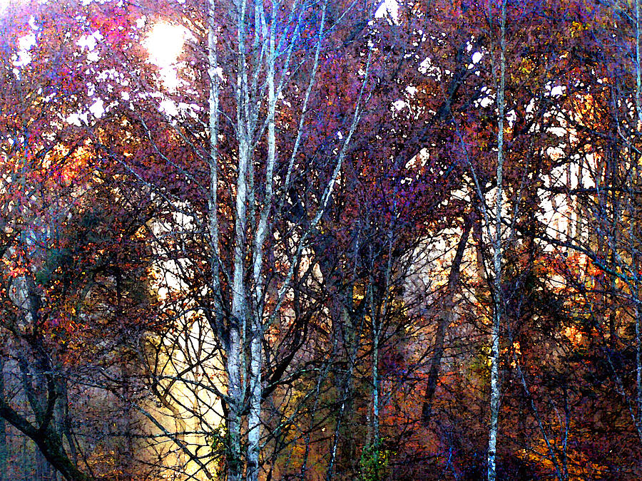 Autumn Sunlight Painting by Jane Schnetlage