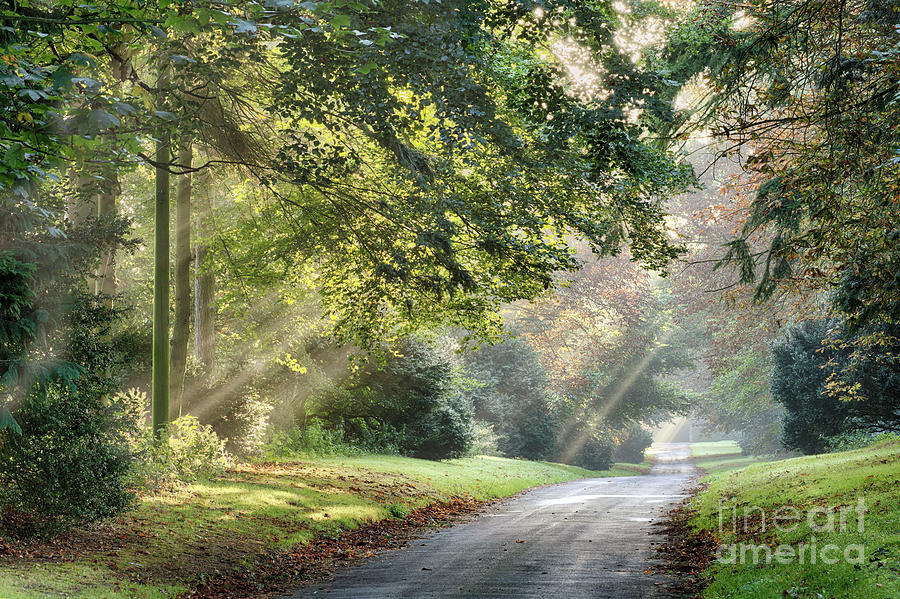 Autumn sunlight rays through the misty trees Photograph by Simon Bratt