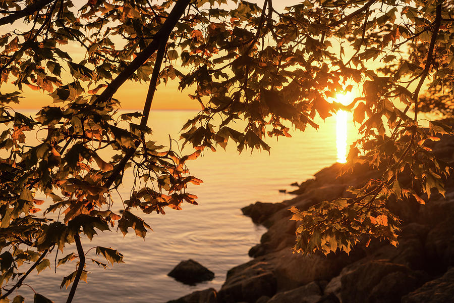 Maple Leafs Photograph - Autumn Sunrise in Brushed Gold by Georgia Mizuleva