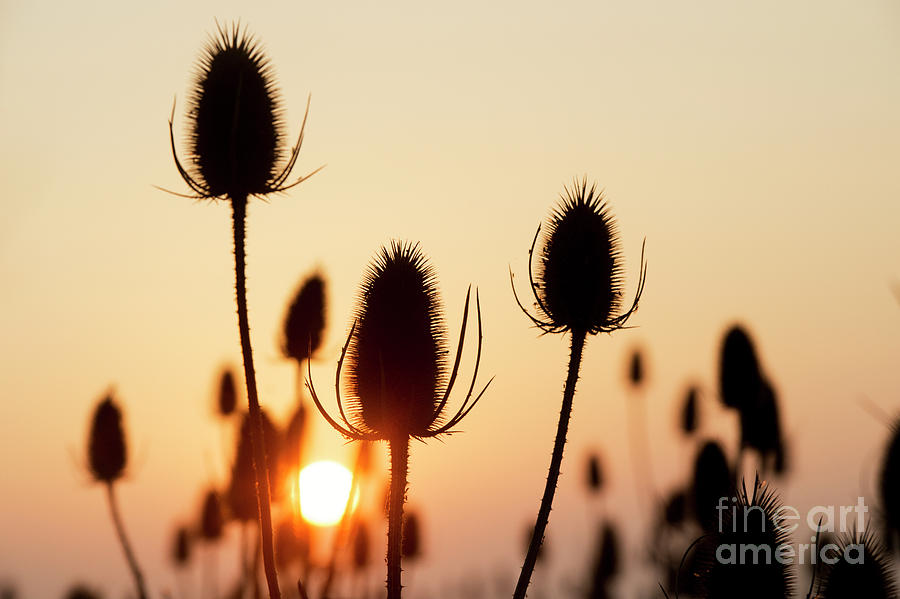 Autumn Sunrise Teasels Photograph by Tim Gainey