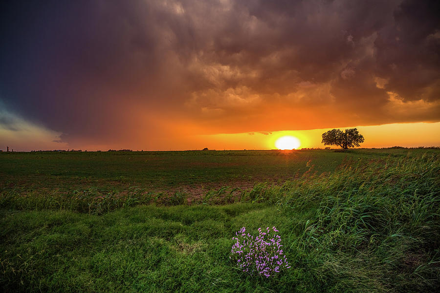 Autumn Sunset - Wildflowers And Tree Silhouette At Sunset In Oklahoma ...