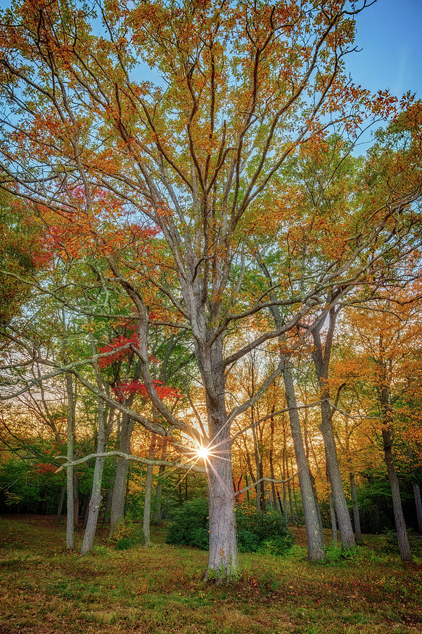 Sunset Photograph - Autumn Sunset Through The Trees by Rick Berk