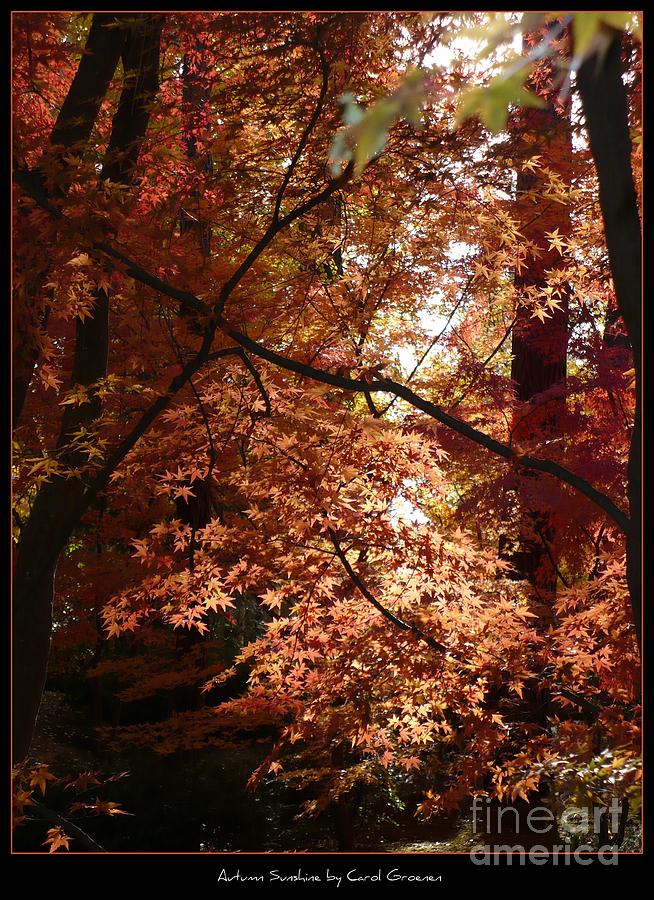Autumn Sunshine Poster Photograph by Carol Groenen