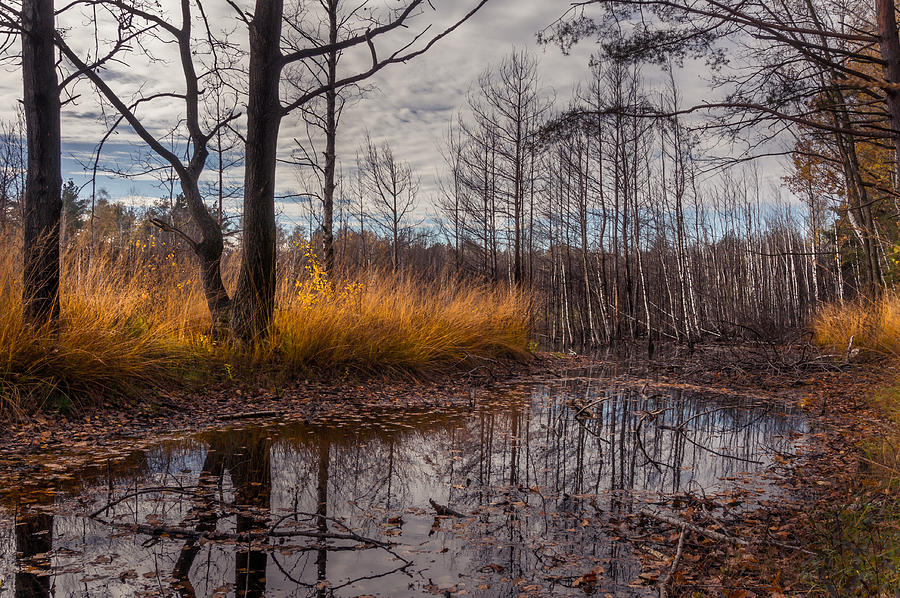 Autumn Swamp Photograph by Dmytro Korol