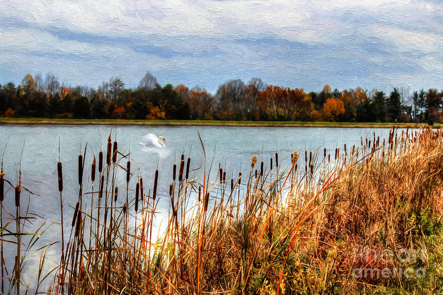 Fall Photograph - Autumn Swan by Darren Fisher