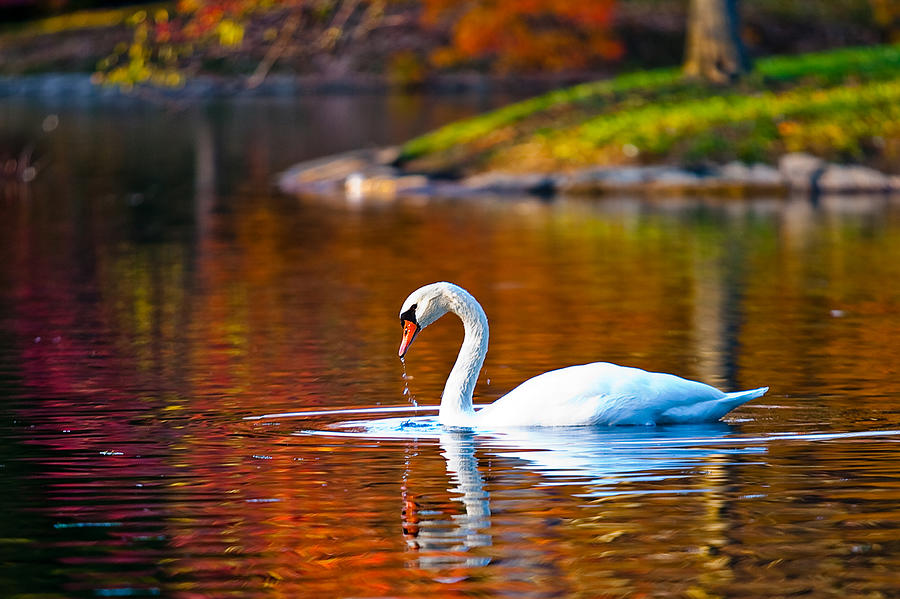 Autumn Swan Lake Photograph by Keith Allen