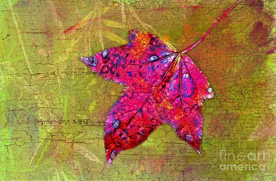 Autumn Sweetgum Leaf Photograph by Judi Bagwell