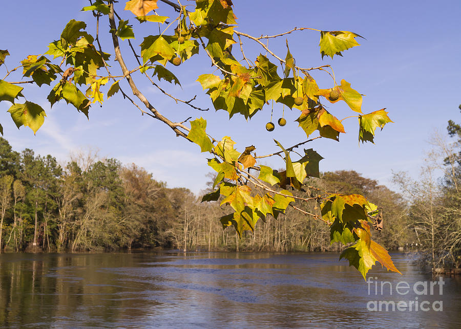 Autumn Sycamore Branch at the Waccamaw River Photograph by MM Anderson