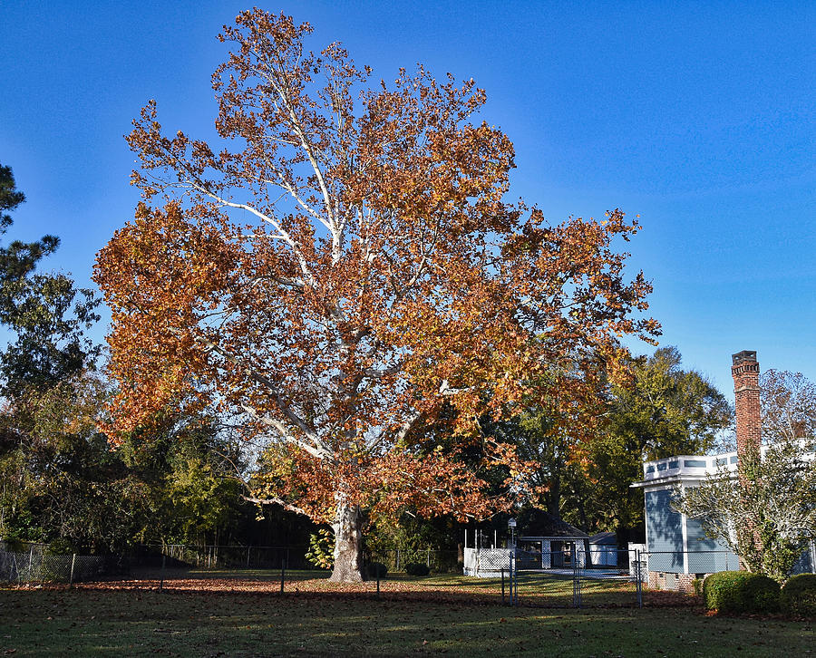Autumn Sycamore Photograph by Linda Brown