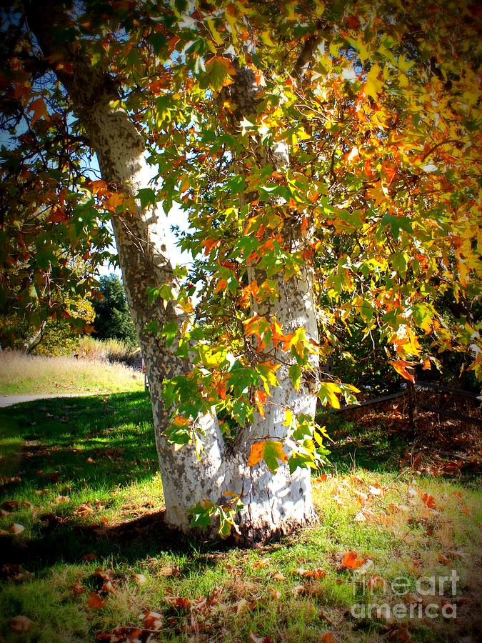 Autumn Sycamore Tree Photograph by Carol Groenen - Pixels