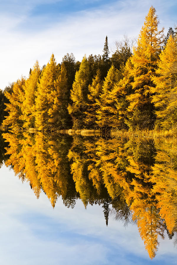 Autumn Tamarack Reflections Photograph by Alan L Graham