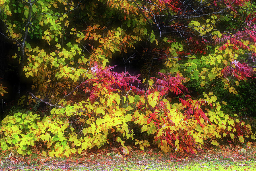 Autumn Tapestry Photograph by Jim Vance