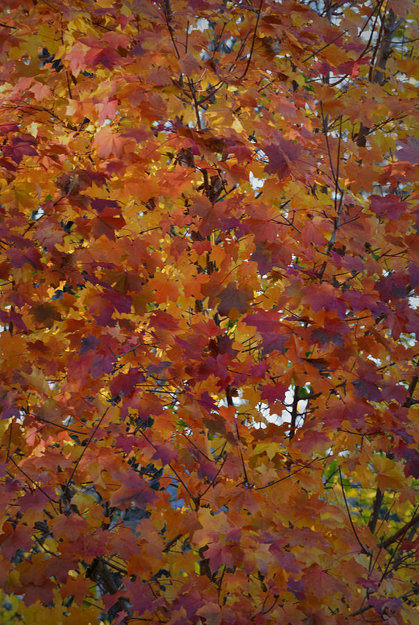 Autumn Tapestry Photograph by Richard Andrews