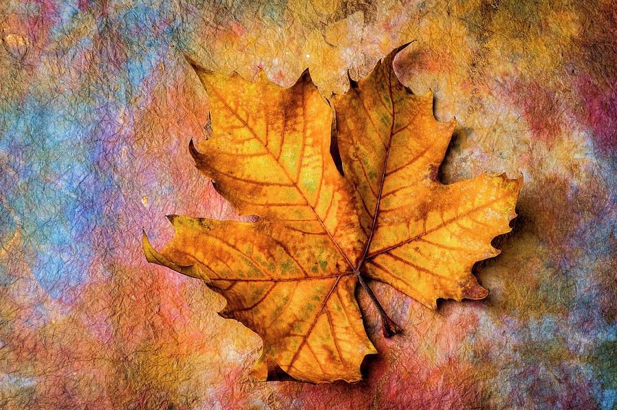 Autumn Texture Photograph by Garry Gay