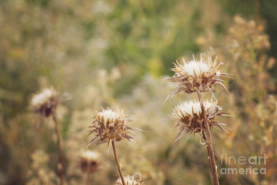 Autumn thistles Photograph by Cindy Garber Iverson