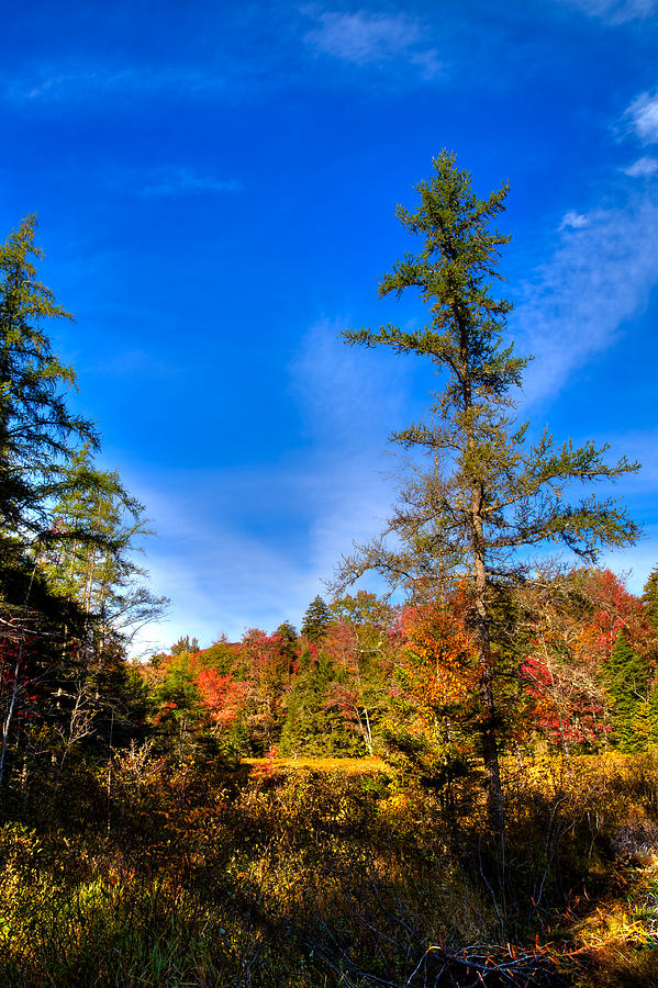 Autumn Through the Trees at Fly Pond Photograph by David Patterson