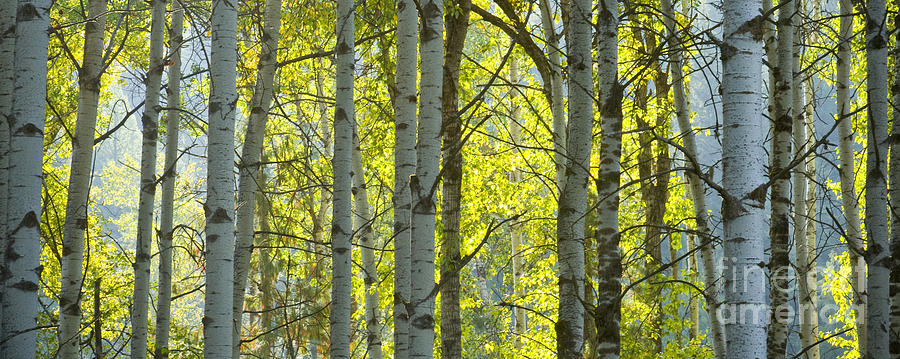 Autumn through the Trees Photograph by Idaho Scenic Images Linda Lantzy