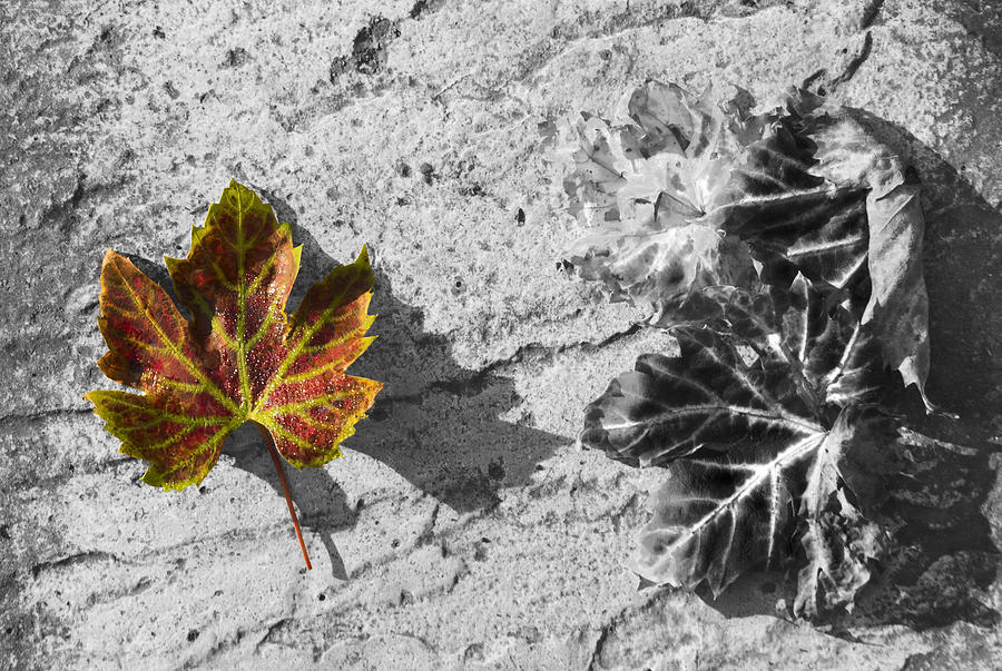 Autumn Tint Photograph by Hazy Apple