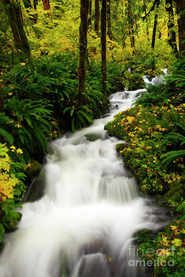Boulder Creek Photograph - Autumn Torrent by Mike Dawson Boulder Creek Photograph - Autumn Torrent by Mike Dawson