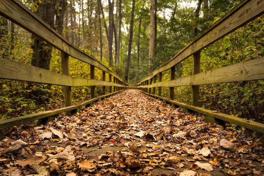 Autumn Trail 2 - Shenandoah Photograph by Matt Hammerstein