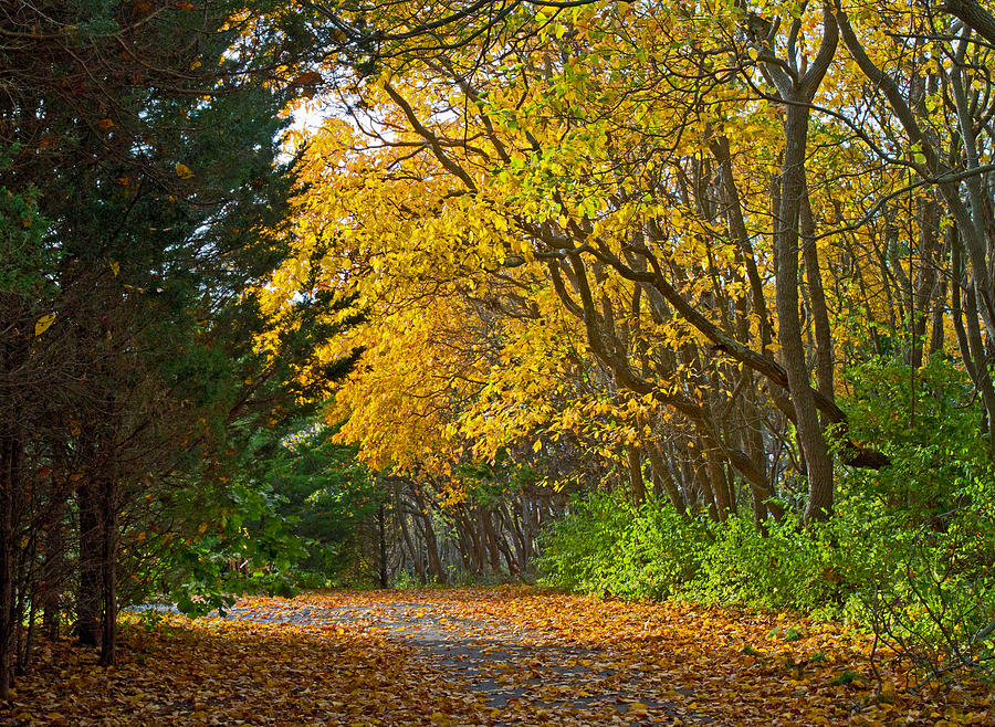 Autumn trail Photograph by David Freuthal