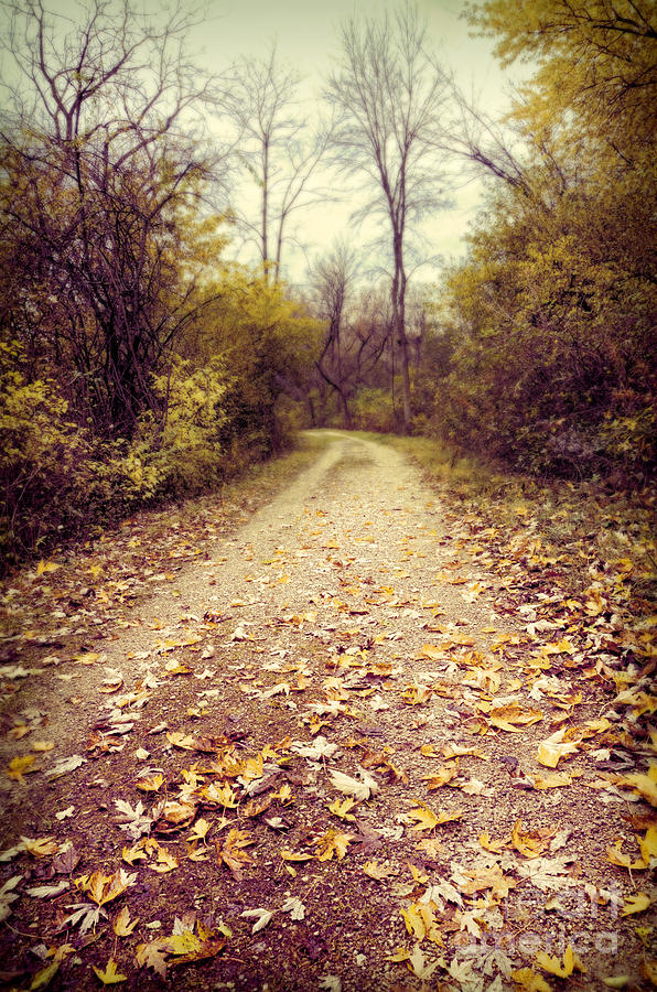 Autumn Trail Photograph by Jill Battaglia