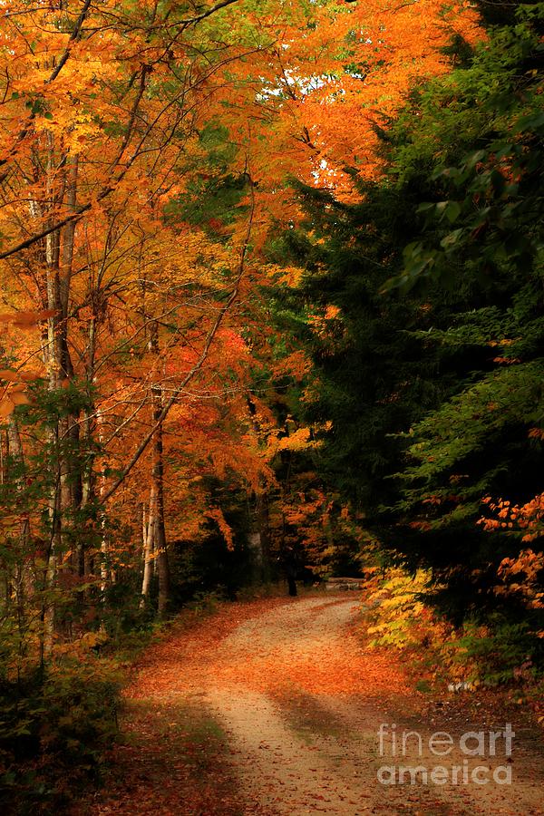 Autumn Trail Photograph by Marcia Lee Jones