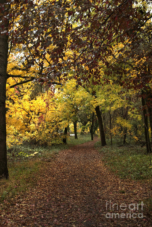 Autumn Trail Photograph by Richard Verkuyl