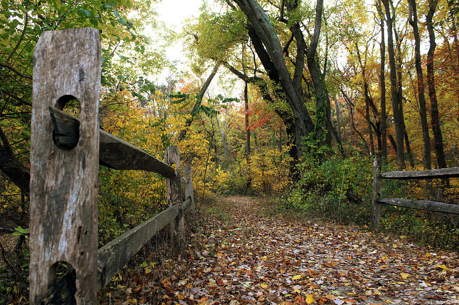 Autumn Trail Smithtown New York Photograph by Bob Savage
