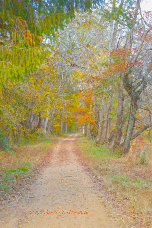 Autumn Trail  Photograph by Sonali Gangane
