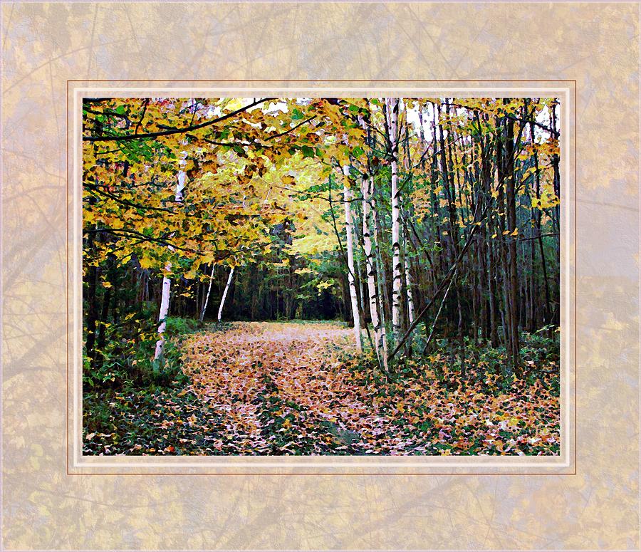 Autumn Trail Through The Birch Trees Photograph by Joy Nichols